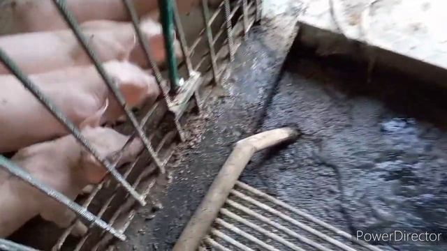 Выкачка канализации с свинарника на огород. Забор и заезд к свинарнику смотреть онлайн