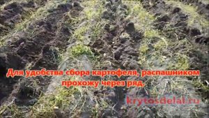 Как использовать мотоблок.  Распашник для мотоблока - простейшая картофелекопалка.