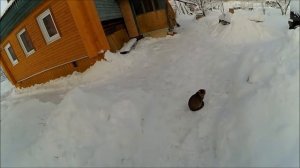 Переноска для дров //  Быт в деревне // Зимние будни