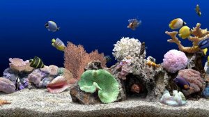 Aquarium TV Relax , Аквариум ТВ релакс,