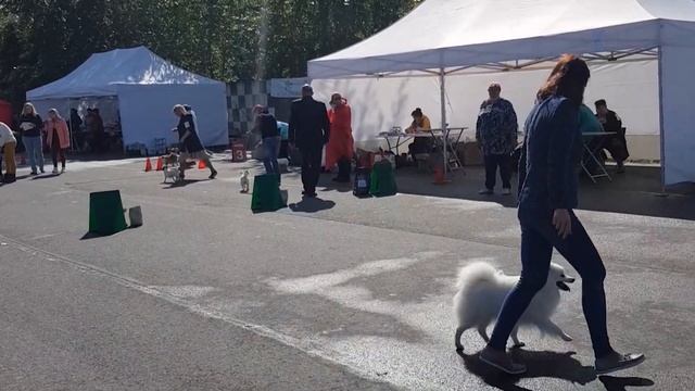 Встреча Выпускников питомника Donik Style 2021 Большая семья Японских Шпицев