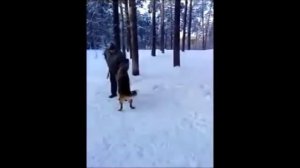 Работа на выставке, охрана вещи и просто кусачки.