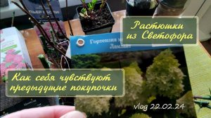 Саженцы из Светофора, как живут предыдущие покупочки | Скоро весна!  Vlog Дача как есть 2024
