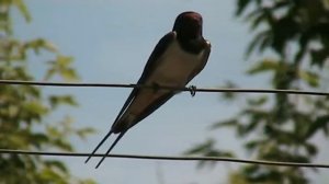 ПТИЦЫ ОКРУЖАЮЩИЕ НАС  ЛАСТОЧКИ