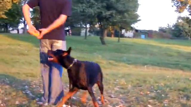 Vato doberman Śrem смотреть онлайн