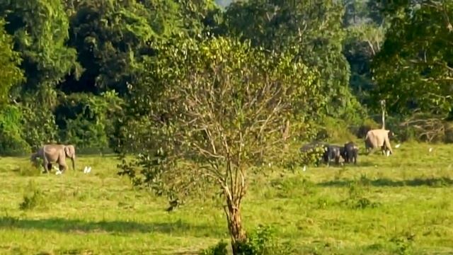 Дикие слоны в Таиланде. Сюда не купить экскурсии в Паттайе или Пхукете. смотреть онлайн