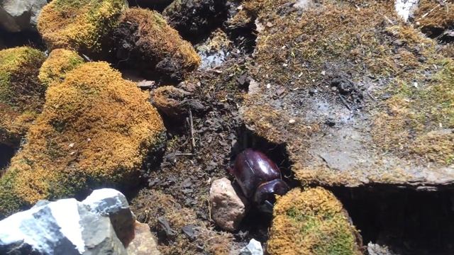 Жук носорог прилетел на летающей сковороде на планету камней и мха. смотреть онлайн