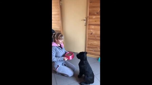 Кормление Кане Корсо