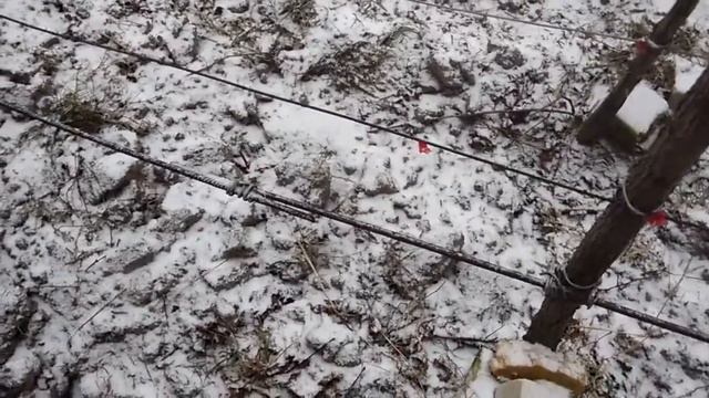 Чим я вкрив виноград...