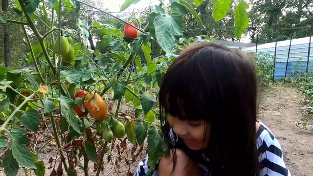 Panen Tomat Roma 2021- Harvesting Roma Tomatoes - Berkebun di Amerika - Hetti White