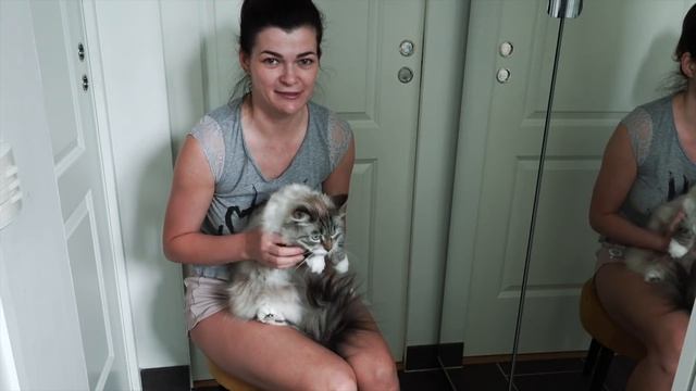 ???Как у нас появились кошки | Мотивация на глажку