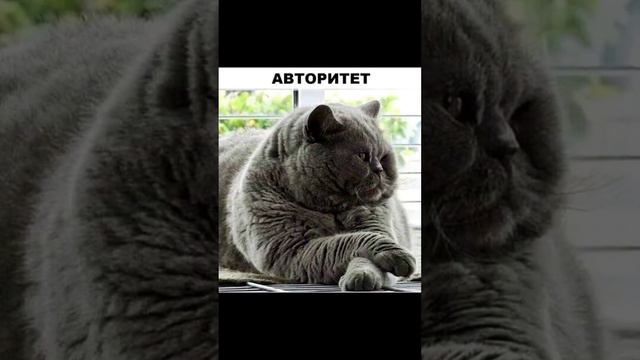 смешной вопрос смешной ответ веселые картинки приколы с озвучкой 🤣