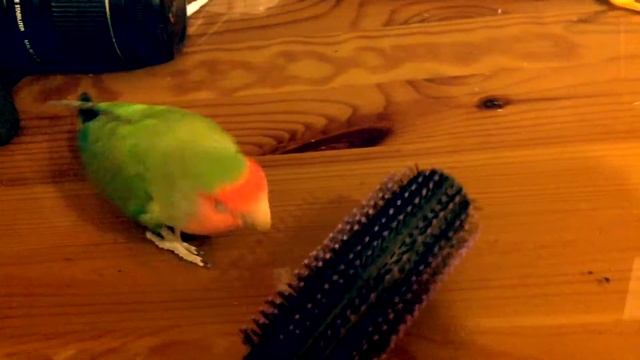 Попугай дерётся с расческой :) смотреть онлайн