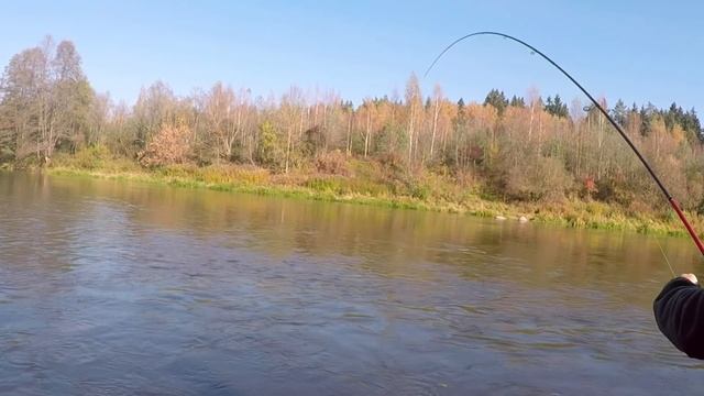 Ловля лосося в Литве. Нерис. Трофейный лосось. Lašiša Neris.Рыбалка в Калининграде - KÖNIGFISHING. смотреть онлайн