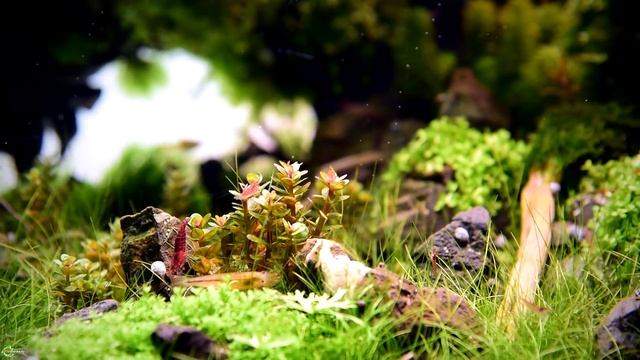 Секрет выращивания красных аквариумных растений смотреть онлайн