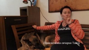 Немецкая овчарка в квартире после школы для дрессировки собак