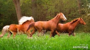 Толя Баленгиро"Матевава 2021" Цыганская песня