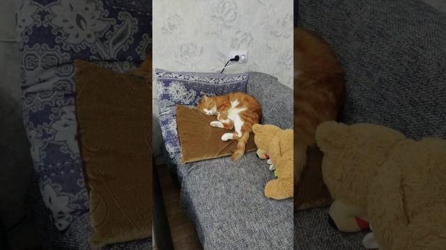 Кот и кошка спят на подушке #котикошка #сон #жизнькота #жизненныеистории смотреть онлайн