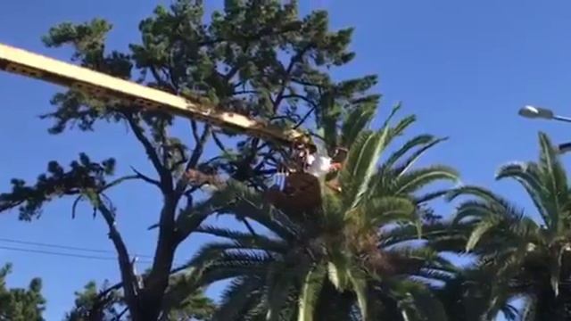 лечение пальм от красного долгоносика в Сухуме смотреть онлайн