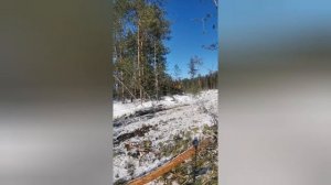 Валочная машина ЛП 19А, 4Й день за рычагами, до этого не знал, как её запустить ???