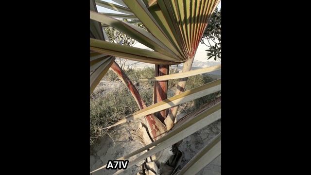 Sony Alpha A1 Vs Sony Alpha A7S III Camera Test | 2021