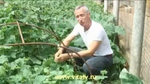 Лечение геморроя огурцом