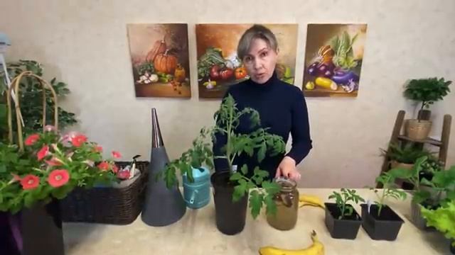 ОДНА ШКУРКА ОТ БАНАНА И РАССАДА ТОМАТОВ РАСТЕТ В 2 РАЗА БЫСТРЕЙ