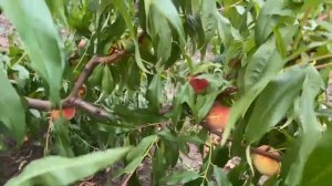 Флемінг Фюрі пф-5в.Чудовий ранній сорт,промислового персика