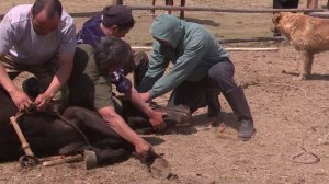 Забайкалец проплыл полмира и дал старт фестивалю "Рождение Гурана"