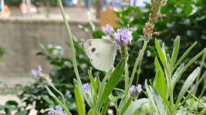 Butterfly over lavender flowers