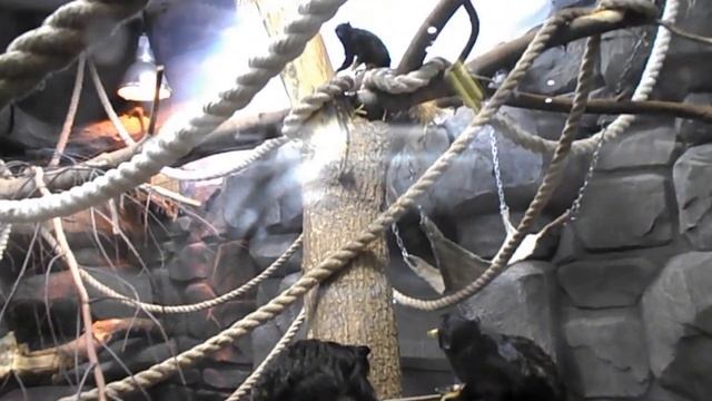 Тамарин буроголовый смотреть онлайн