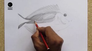 How To Draw A Dory Fish || Pencil Sketch || Drawing Tutorial || Art Video