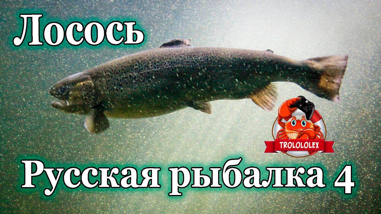Русская рыбалка 4 Лосось ладожский для задания смотреть онлайн