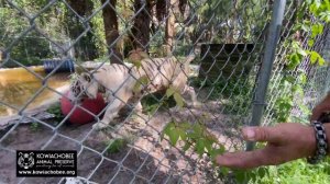 Mali the White Tiger Chuffing at Kowiachobee Animal Preserve