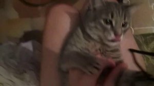 кися играет с веревочкой