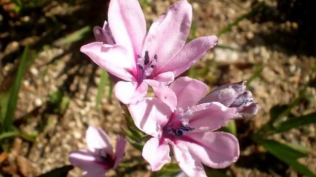 Amazing and Most Beautiful Babiana stricta Flowers смотреть онлайн