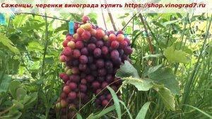 24 июля как окрашивается новая ГФ у меня в питомнике- Энергодар. Пузенко Наталья Лариасовна