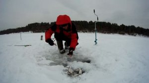 Ловля на дергушу густеру сопу зимой на оке рыбалка на покаток протяг на вертолёт