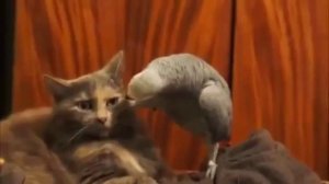 кот и попугай гопник