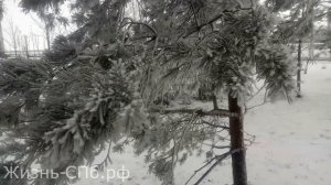 Серебристая зима