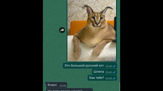 реакция родителей на русского кота шлёпу смотреть онлайн