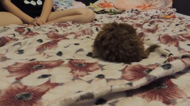 Пудель Бусинка смотреть онлайн