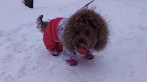 Зимние прогулки Йорков ❄️