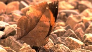 Удивительные животные : Мастера маскировки животного мира