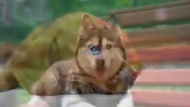 Собачки красивые смотреть онлайн