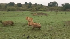 ПУМА против ГИЕНЫ ! КТО СИЛЬНЕЕ ?