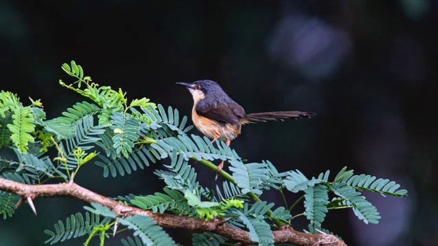 Нежная музыка для сна!Вечернее пение птиц в лесу!Звуки природы! смотреть онлайн