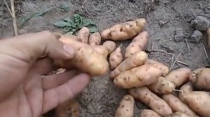Картофель Дикий Аня - Wild Potatoes Anya