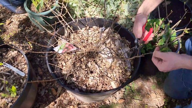 Pruning Our Hydrangeas This Spring & What You Need to Know | Pruning Hydrangeas ✂️🌿 смотреть онлайн