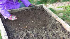 Хитрости посадки чеснока под зиму.